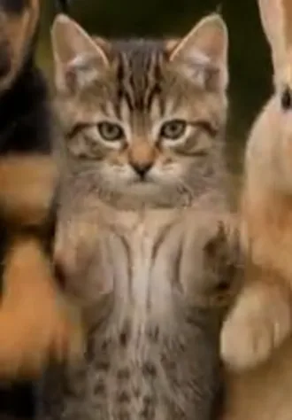 AI-generated Tabby kitten dancing