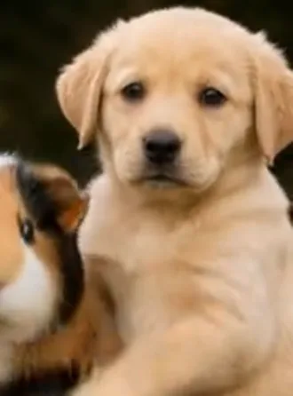 AI-generated Labrador puppy dancing