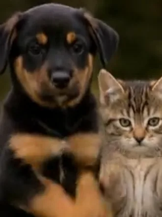 AI-generated Rottweiler puppy dancing