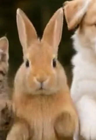 AI-generated Rabbit dancing